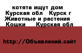 котята ищут дом - Курская обл., Курск г. Животные и растения » Кошки   . Курская обл.